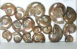 Lot: kg Iridescent, Red Flash Ammonites (-) - Pieces #82495-2